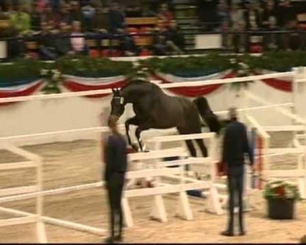 stallion Quitano (Holsteiner, 2010, from Quirado)