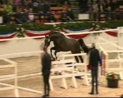 stallion Quitano (Holsteiner, 2010, from Quirado)