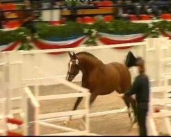 stallion Cartosi Melloni (Holsteiner, 2010, from Catoki)