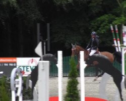 jumper Capano 2 (Oldenburg show jumper, 2007, from Casio)