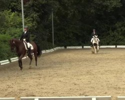 dressage horse Murphy 174 (unknown, 2001)