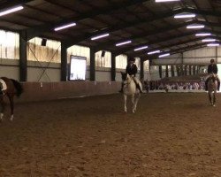 dressage horse Little Chameur (unknown, 2006)