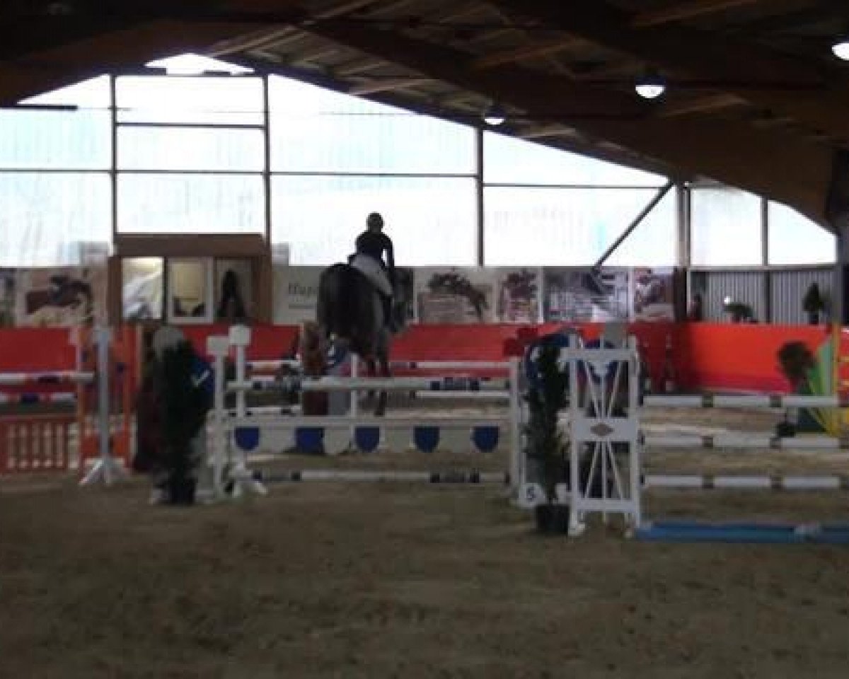 Caballo de salto Chilly Pepper 5 (Holsteiner, 2007, de Cassini I)