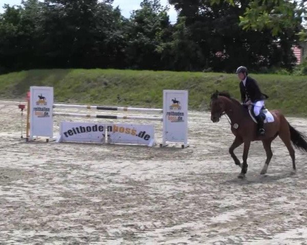 jumper Quimcy (Holsteiner, 2008, from Quidam de Revel) jumper Quimcy (Holsteiner, 2008, from Quidam de Revel)