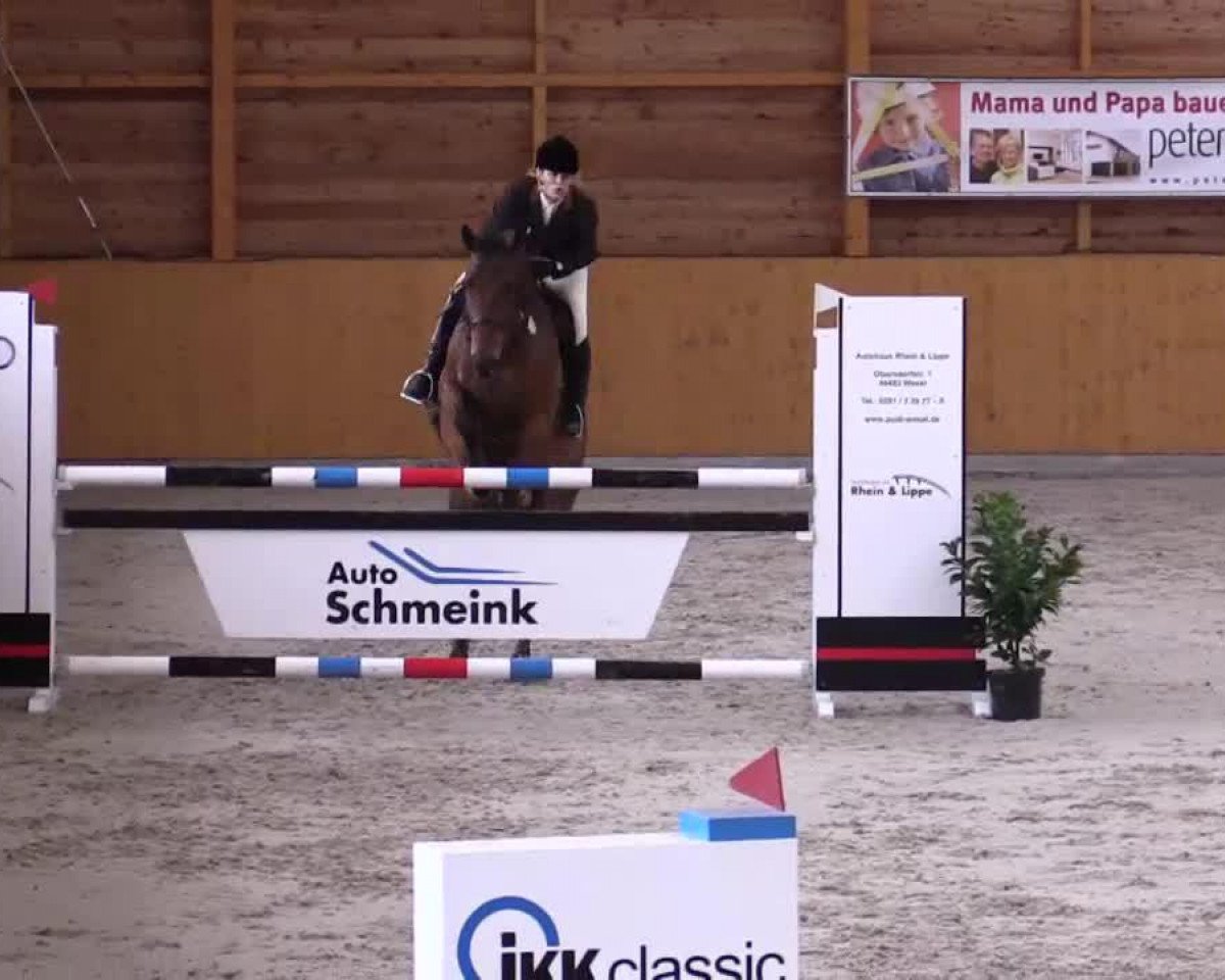 Springpferd Check Up MM 2 (Rheinländer, 2007, von Coronados-Boy)