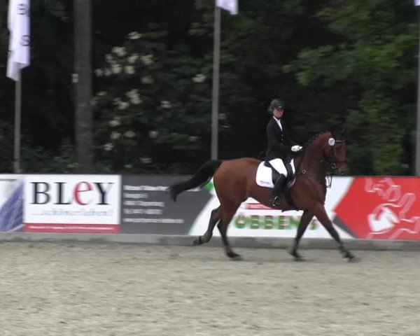 dressage horse Someone like you (Oldenburg show jumper, 2007, from Sarantos)