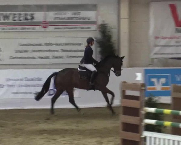 jumper Co Pilot 3 (Hanoverian, 2007, from Champion For Pleasure)