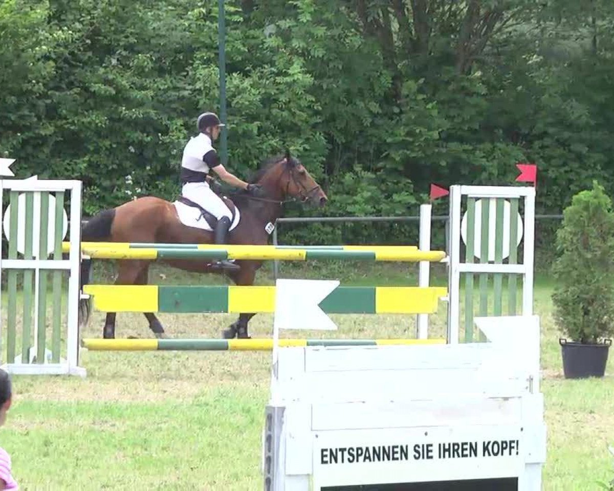 broodmare Carolientje 2 (Oldenburg, 2000, from Shine On)