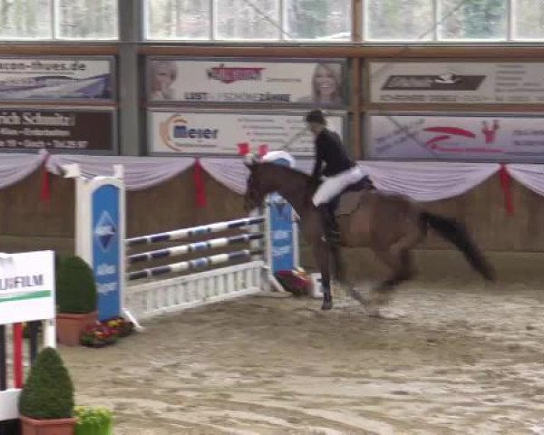 Springpferd Check Out 3 (Oldenburger, 2007, von Check In 2)