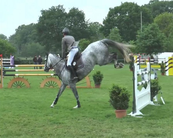 broodmare Capriole 38 (Westphalian, 2008, from Cristallo I) broodmare Capriole 38 (Westphalian, 2008, from Cristallo I)