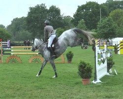 broodmare Capriole 38 (Westphalian, 2008, from Cristallo I)