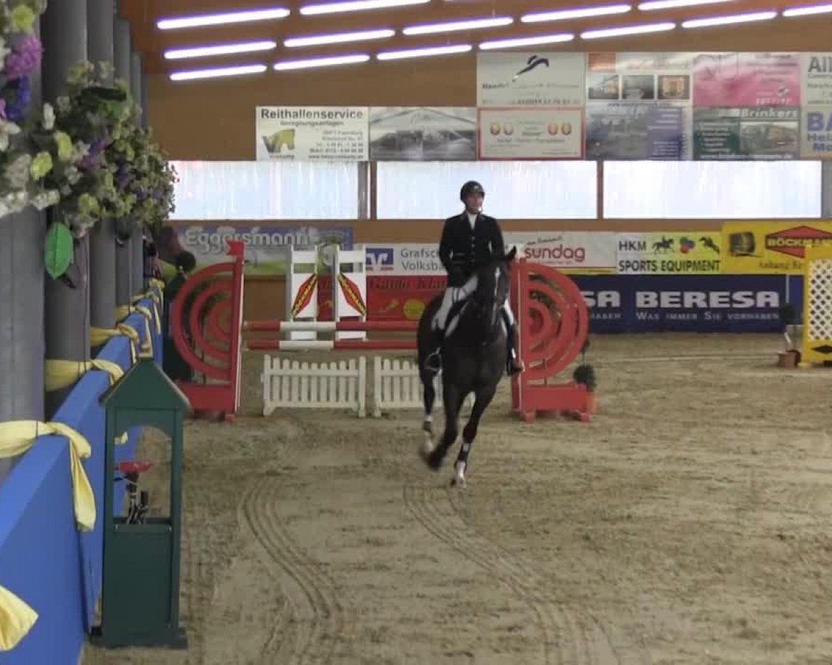 horse Context Z (Zangersheide riding horse, 2008, from Contendro II)