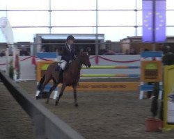 jumper Dolce-Vita 9 (KWPN (Royal Dutch Sporthorse), 2008, from Verdi)
