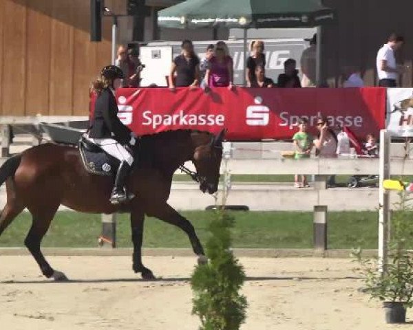 Zuchtstute Wietske B (KWPN (Niederländisches Warmblut), 2003, von Concorde)
