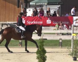 broodmare Wietske B (KWPN (Royal Dutch Sporthorse), 2003, from Concorde)
