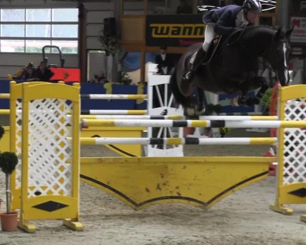 Springpferd Arlybet (KWPN (Niederländisches Warmblut), 2005, von Querlybet Hero) Springpferd Arlybet (KWPN (Niederländisches Warmblut), 2005, von Querlybet Hero)