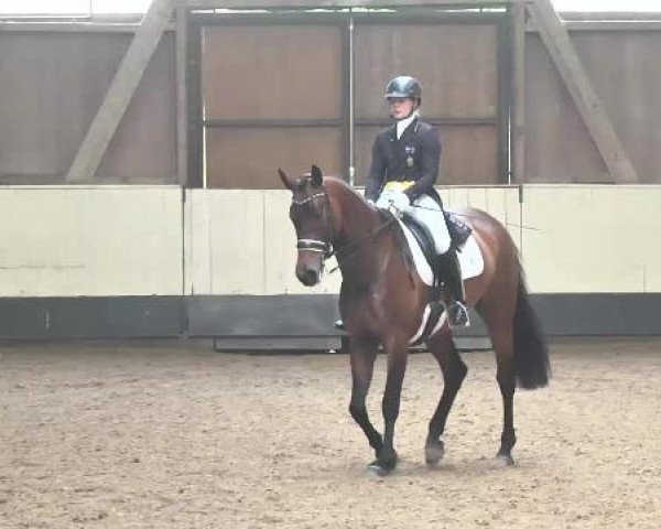 dressage horse Labelle 33 (German Sport Horse, 2008, from Stallone Quainton)