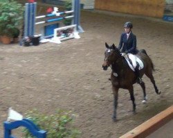 broodmare Vaikiki (Holsteiner, 2005, from Con Air)