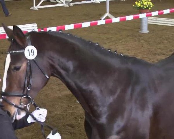 broodmare Janet Jackson (Bavarian, 2009, from Rivero II)