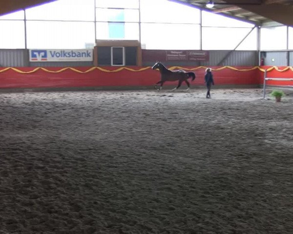 dressage horse Sir Jon Bon Jovi (Westphalian, 2010, from Sly del La Magnifica)