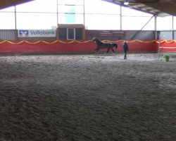 dressage horse Sir Jon Bon Jovi (Westphalian, 2010, from Sly del La Magnifica)
