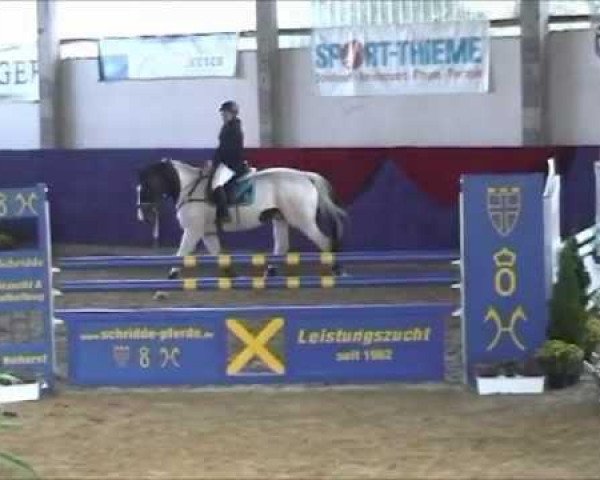 jumper Nimbus 54 (Polish Warmblood, 2002, from Corrado 31)