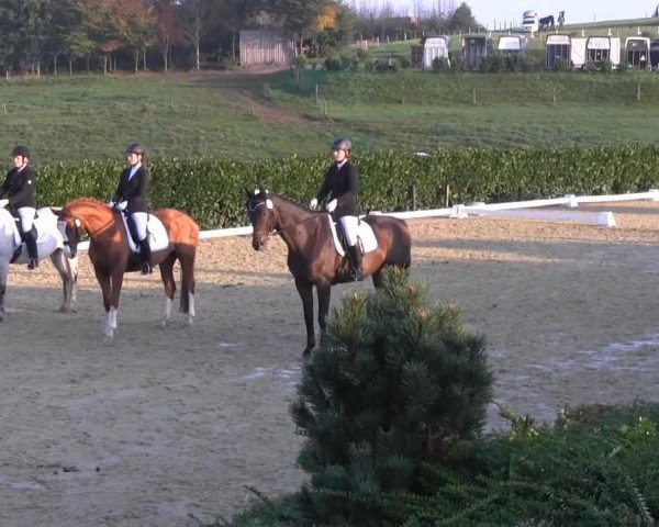 Dressurpferd Aslan 55 (Haflinger, 2006, von Askhan HAH 28)