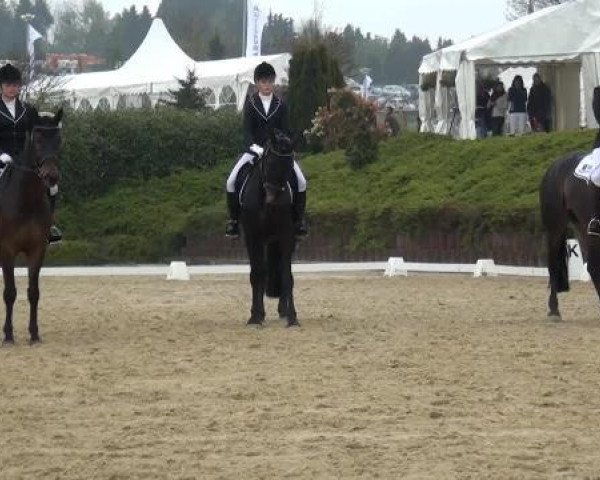 Dressurpferd Susie 24 (unbekannt, 2006)