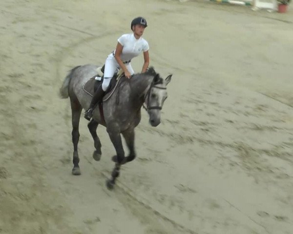 Springpferd Centos Boy (Oldenburger Springpferd, 2007, von Centolys)
