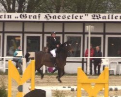 broodmare Cindy Girl 2 (Westphalian, 2008, from Call him top)