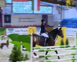 broodmare Lady Shutterfly G (Oldenburg, 2007, from Sir Shutterfly)