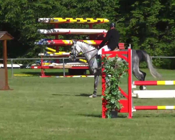 jumper Credor (KWPN (Royal Dutch Sporthorse), 2007, from Crusador Tn)