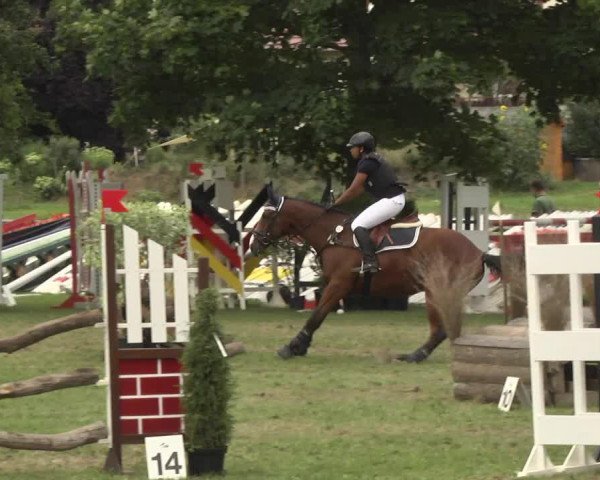 Springpferd A Bronco (unbekannt, 2006)