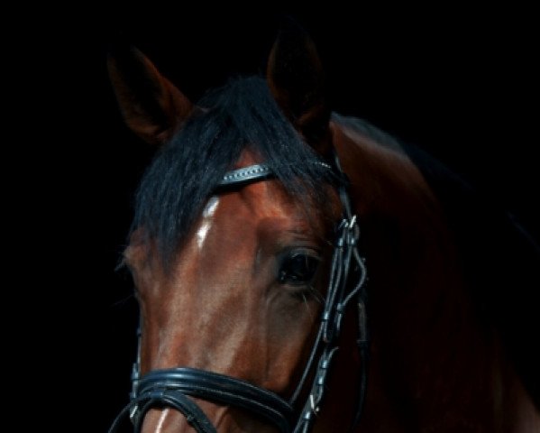 Springpferd Florenca B (Rheinländer, 2009, von Florenciano 6) Springpferd Florenca B (Rheinländer, 2009, von Florenciano 6)