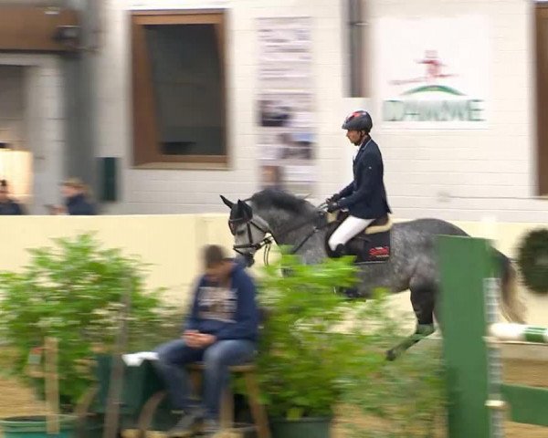 jumper Casta Diva 4 (Oldenburg show jumper, 2008, from Stalypso) jumper Casta Diva 4 (Oldenburg show jumper, 2008, from Stalypso)