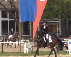 Springpferd Nikita 457 (Hannoveraner, 2007, von Now Or Never M)