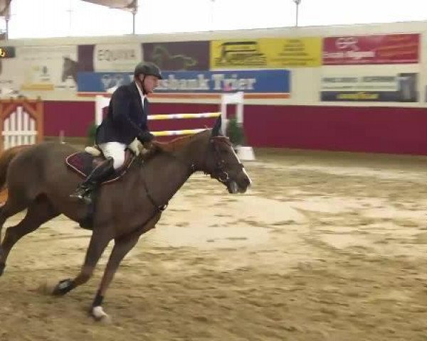jumper Chiquita 72 (Oldenburg show jumper, 2008, from Clinton H)