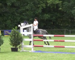 jumper Quida 2 (Holsteiner, 2007, from Quintero)