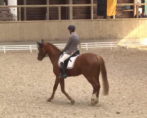 dressage horse Hollister California (Hanoverian, 2009, from His Highness) dressage horse Hollister California (Hanoverian, 2009, from His Highness)