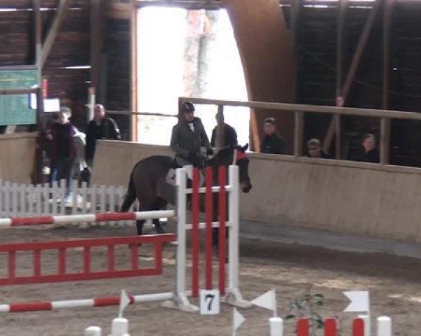 jumper Cosima (Austrian Warmblood, 1999, from Cosinus B)