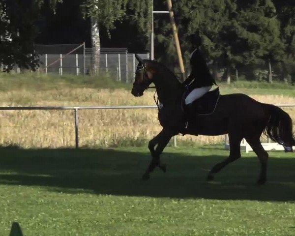 jumper Royal Heritage (Hanoverian, 2008, from Royal Blend)