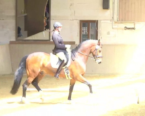 dressage horse Etoile d'Estobar (Westphalian, 2008, from Estobar NRW)