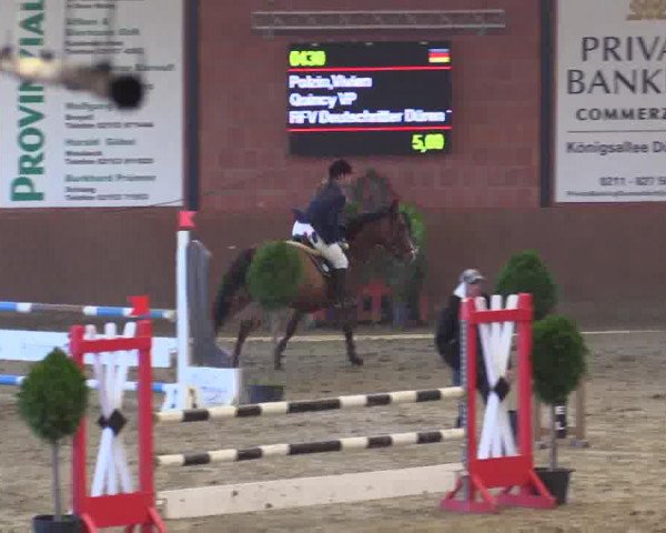 Springpferd Quincy VP (Rheinländer, 2004, von Qarco van het Graethemhof)