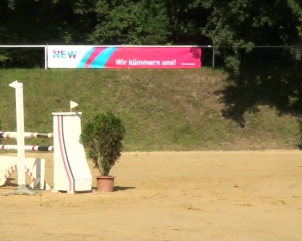 Springpferd Pepino 204 (unbekannt, 2005)