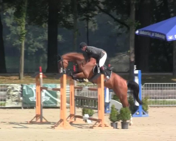 jumper Quick Nick 10 (Oldenburg, 2007, from Quidam)