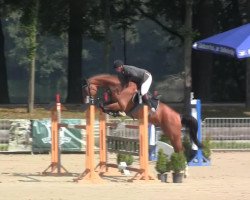 Springpferd Quick Nick 10 (Oldenburger, 2007, von Quidam)