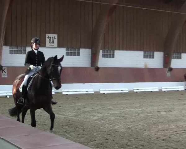 dressage horse Seine Hoheit VG (Oldenburg, 2007, from Sir Donnerhall I)
