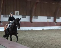 dressage horse Seine Hoheit VG (Oldenburg, 2007, from Sir Donnerhall I)