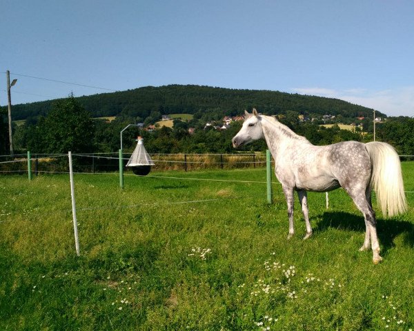 Yegua de cría Callica (Westfaliano, 2008, de Contini)