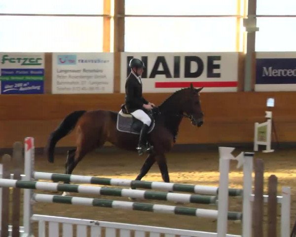jumper Quirin 29 (Bavarian, 2007, from Quadrigus M)